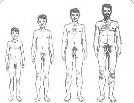 Grootte van de penis afhankelijk van de leeftijd